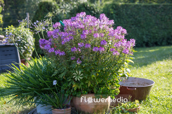Cleome hassleriana - Spider flower (107367)