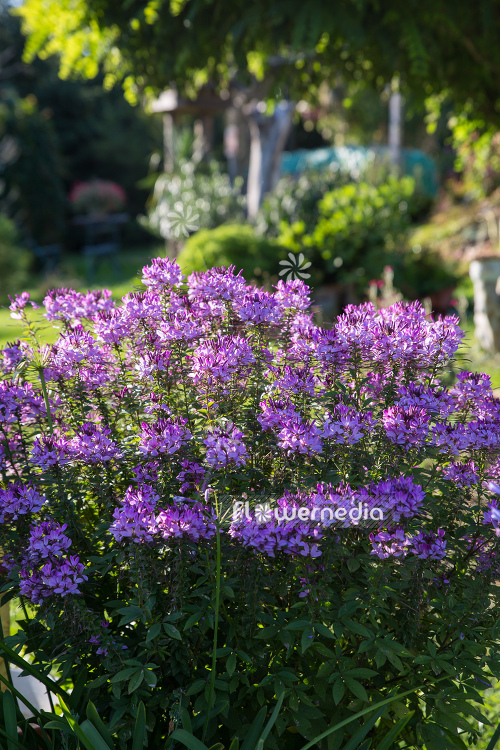 Cleome hassleriana - Spider flower (107369)