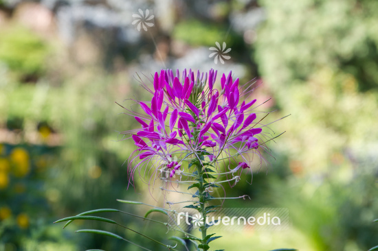 Cleome hassleriana - Spider flower (107373)