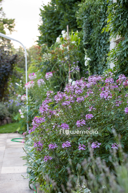 Cleome hassleriana - Spider flower (107374)