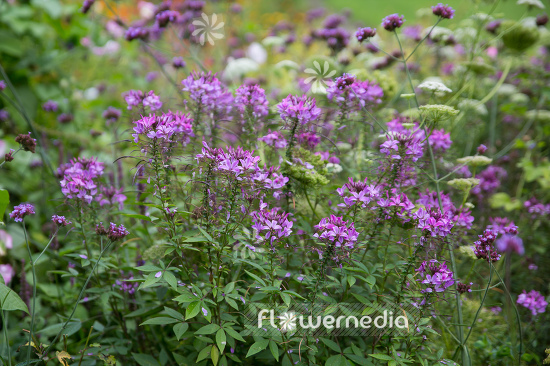Cleome hassleriana 'Senorita Rosalita' - Spider flower (107326)