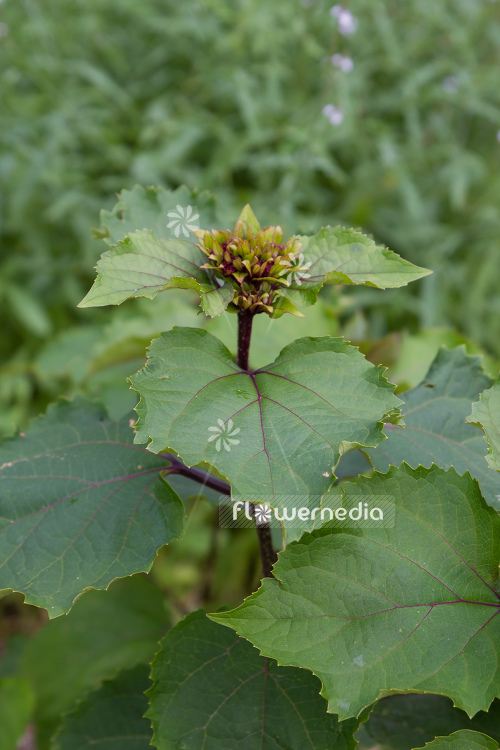 Clerodendrum bungei - Glory flower (109968)