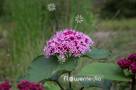 Clerodendrum bungei - Glory flower (109969)