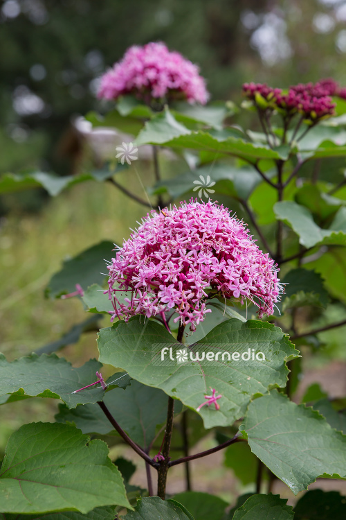 Clerodendrum bungei - Glory flower (109970)