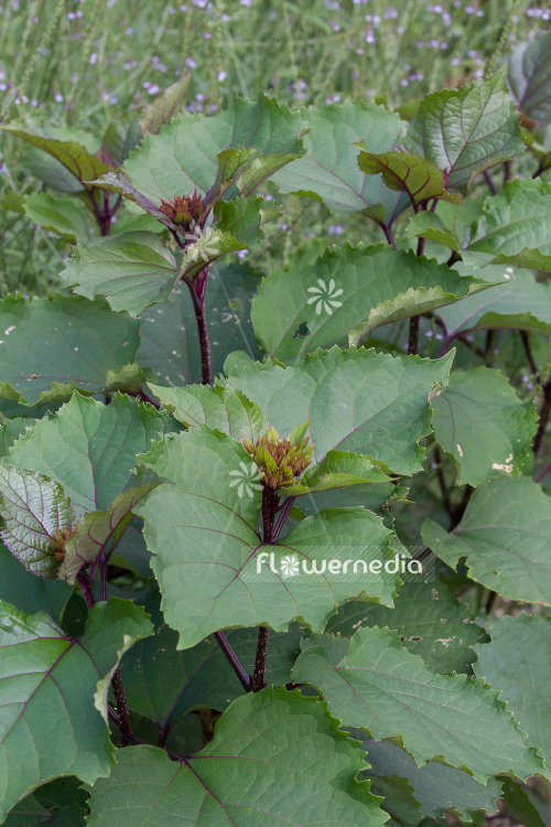 Clerodendrum bungei - Glory flower (109971)