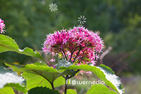 Clerodendrum bungei - Glory flower (109972)