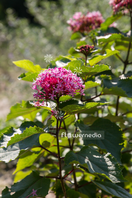 Clerodendrum bungei - Glory flower (109973)