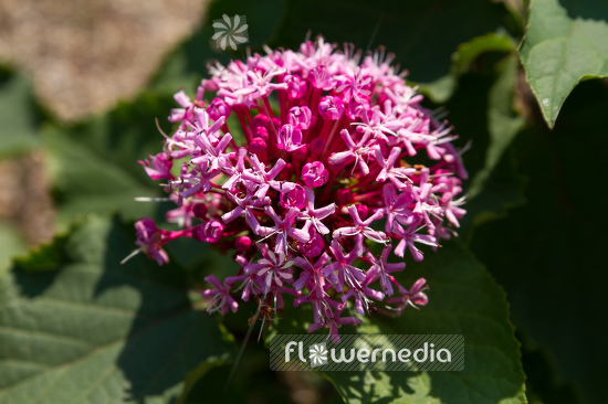 Clerodendrum bungei - Glory flower (109974)