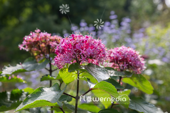 Clerodendrum bungei - Glory flower (110490)