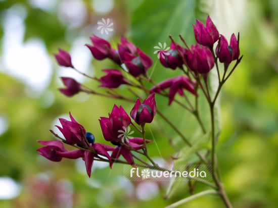 Clerodendrum trichotomum var. fargesii - Farges harlequin glorybower (100655)