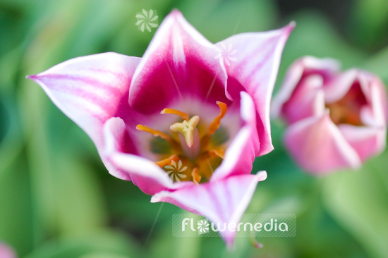 Closeup of a pink tulip (106262)