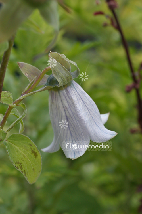 Codonopsis clematidea - Bonnet bellflower (107760)