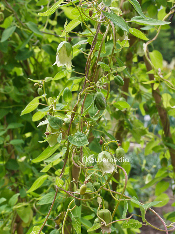 Codonopsis pilosula - Bonnet bellflower (107671)