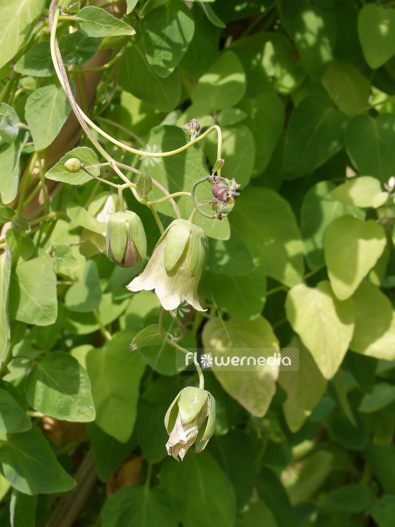 Codonopsis pilosula - Bonnet bellflower (107672)