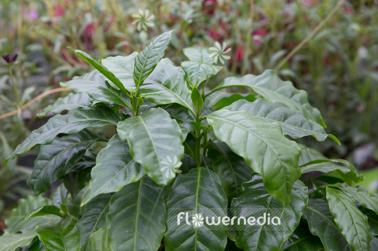 Coffea arabica - Arabian coffee (109982)