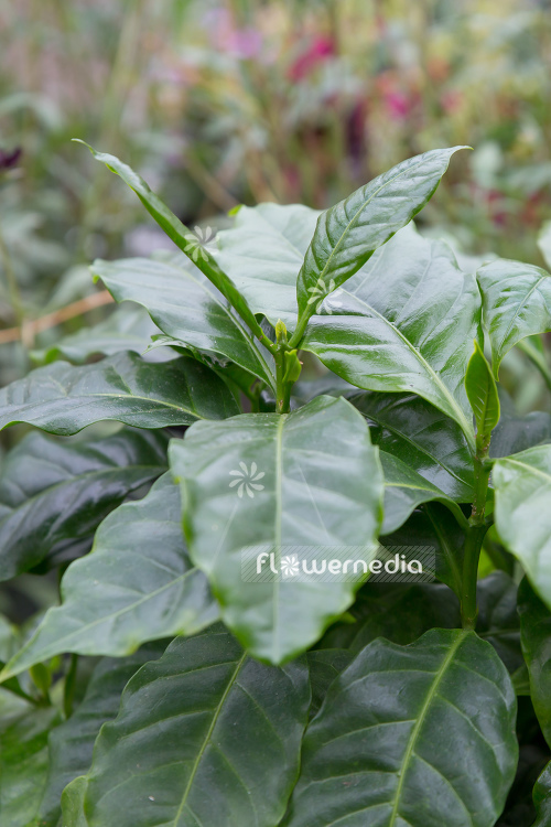 Coffea arabica - Arabian coffee (109983)