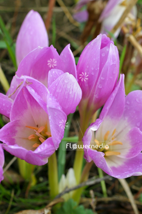 Colchicum 'The Giant' - Meadow saffron (102969)