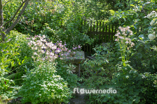 Columbine in a shade garden (112583)