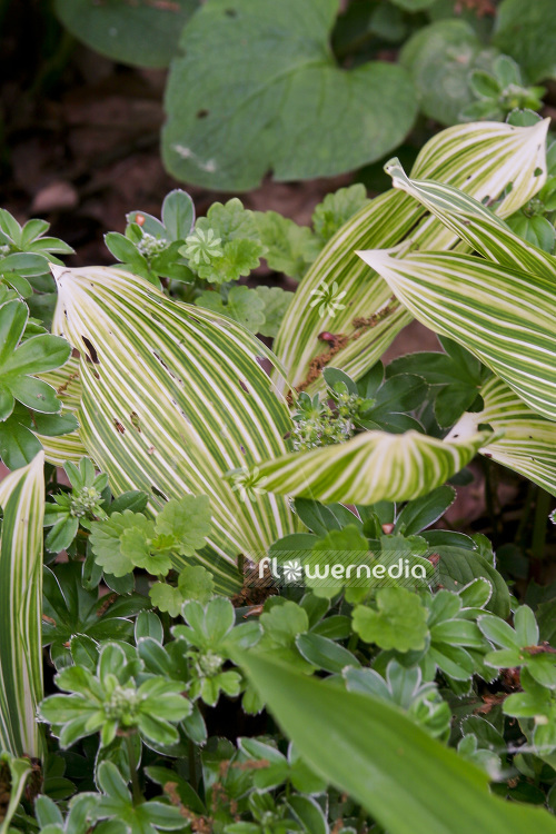 Convallaria majalis 'Albostriata' - Lily of the valley (102975)