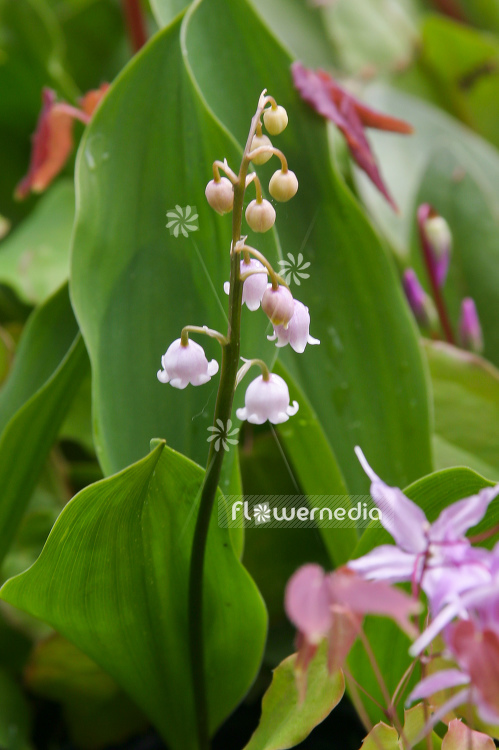 Convallaria majalis 'Rosea' - Lily of the valley (100666)