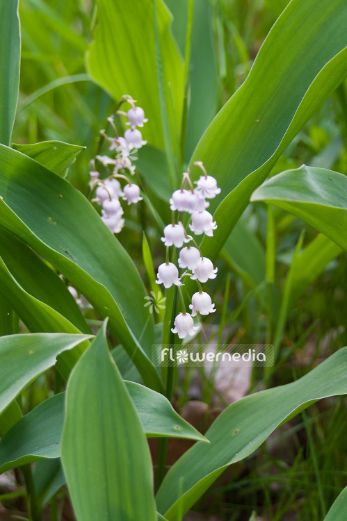 Convallaria majalis 'Rosea' - Lily of the valley (100667)