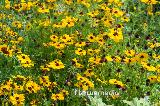 Coreopsis basalis - Goldenmane tickseed (106898)