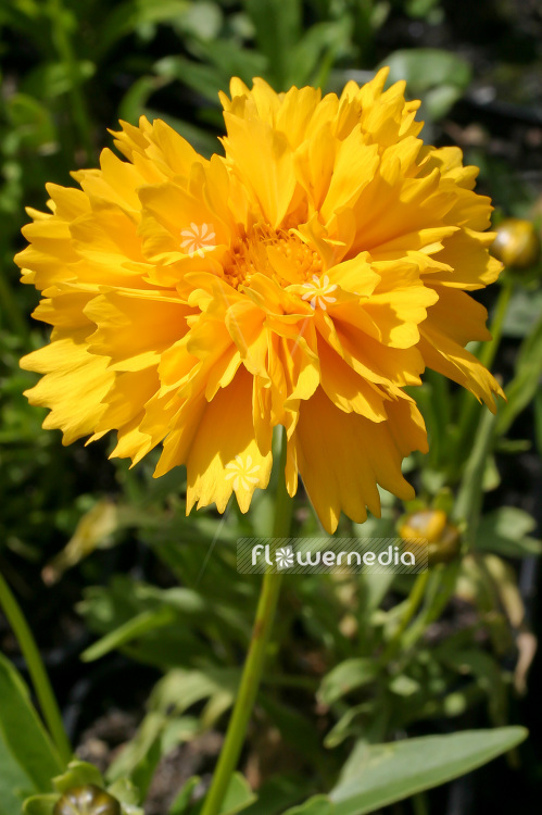 Coreopsis grandiflora 'Early Sunrise' - Large-flowered tickseed (106709)