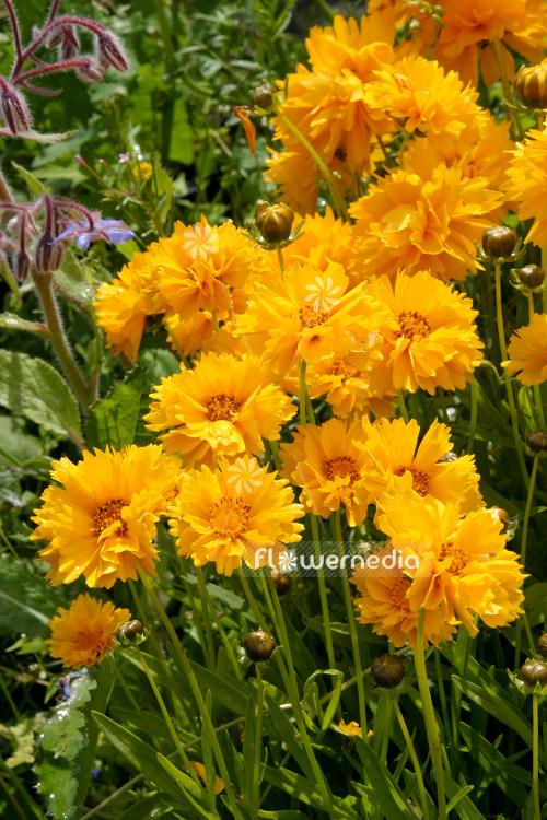 Coreopsis grandiflora 'Early Sunrise' - Large-flowered tickseed (106772)