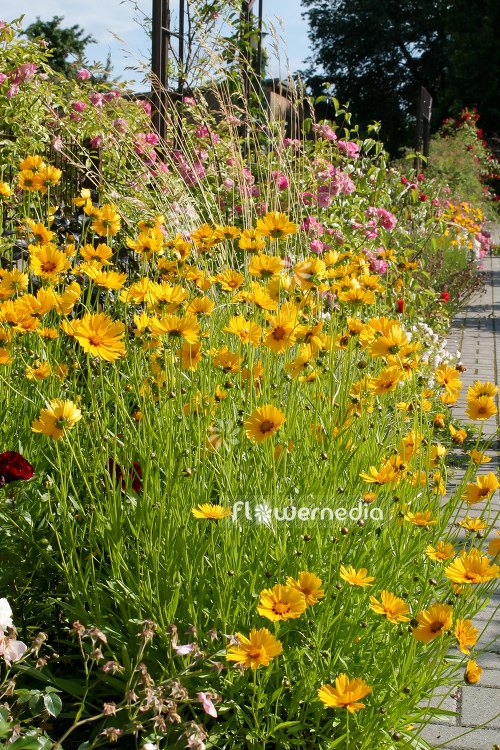 Coreopsis lanceolata - Lance-leaf tickseed (106774)