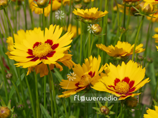 Coreopsis lanceolata 'Sterntaler' - Lance-leaf tickseed (100671)