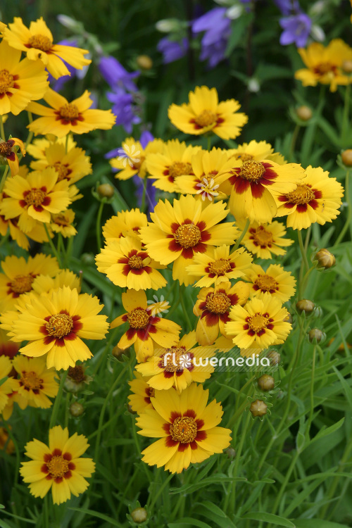 Coreopsis lanceolata 'Sterntaler' - Lance-leaf tickseed (102977)