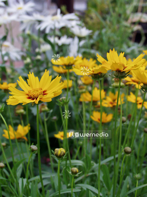 Coreopsis lanceolata 'Sterntaler' - Lance-leaf tickseed (106713)