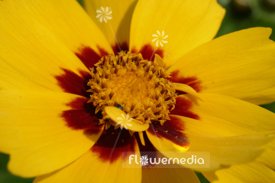 Coreopsis lanceolata 'Sterntaler' - Lance-leaf tickseed (106775)