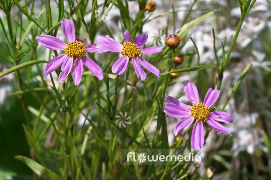 Coreopsis rosea 'American Dream' - Pink tickseed (102979)