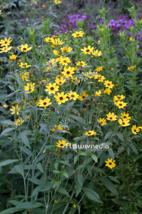 Coreopsis tripteris - Tall tickseed (106777)