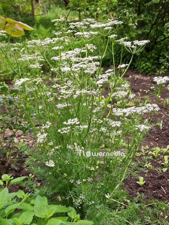 Coriandrum sativum - Coriander (100675)
