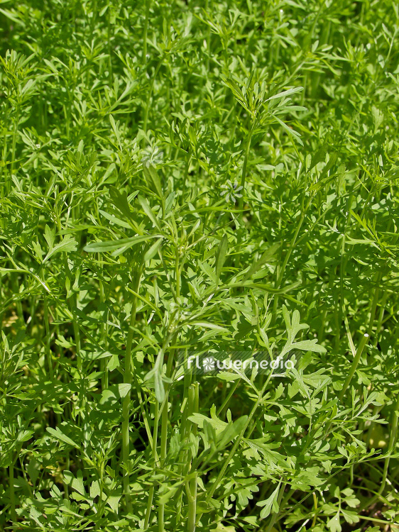 Coriandrum sativum - Coriander (100676)