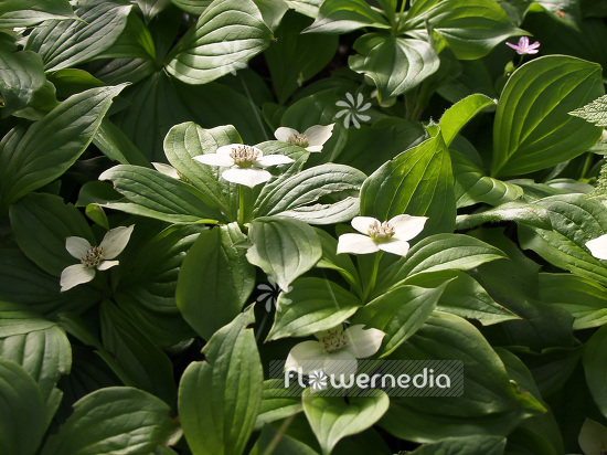 Cornus canadensis - Creeping dogwood (100734)