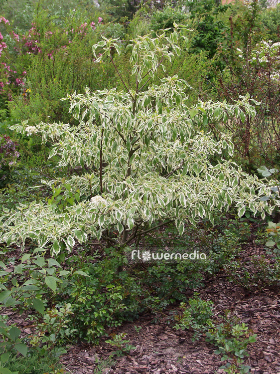 Cornus controversa 'Variegata' - Table dogwood (100735)