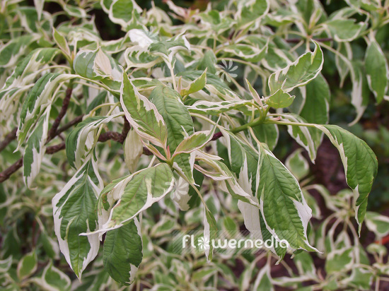 Cornus controversa 'Variegata' - Table dogwood (100737)