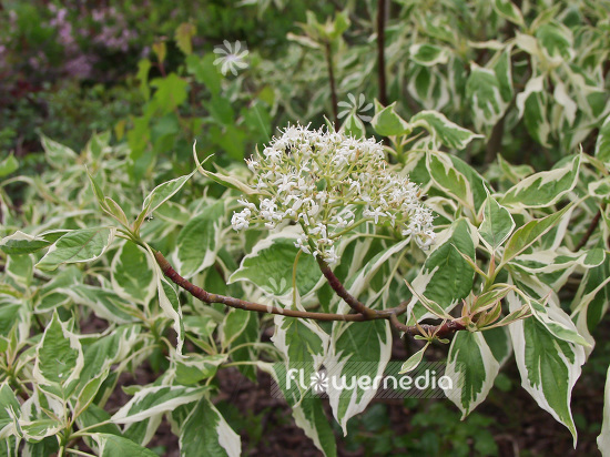 Cornus controversa 'Variegata' - Table dogwood (100738)