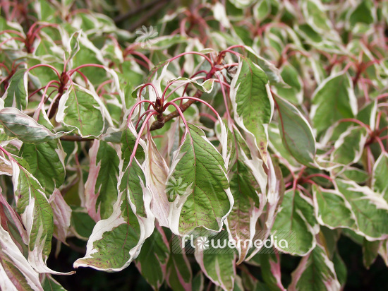 Cornus controversa 'Variegata' - Table dogwood (100739)
