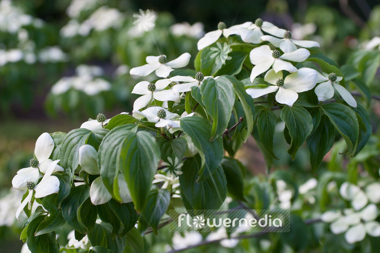 Cornus kousa - Kousa dogwood (102984)