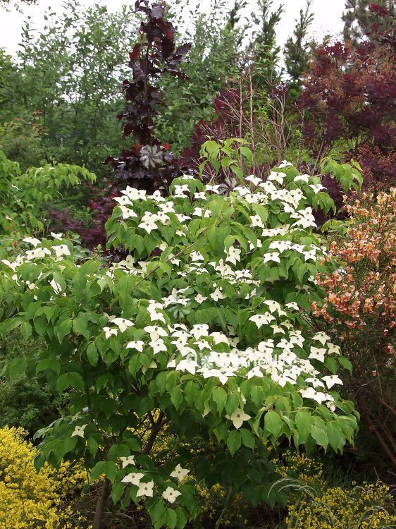Cornus kousa var. chinensis - Chinese dogwood (100679)