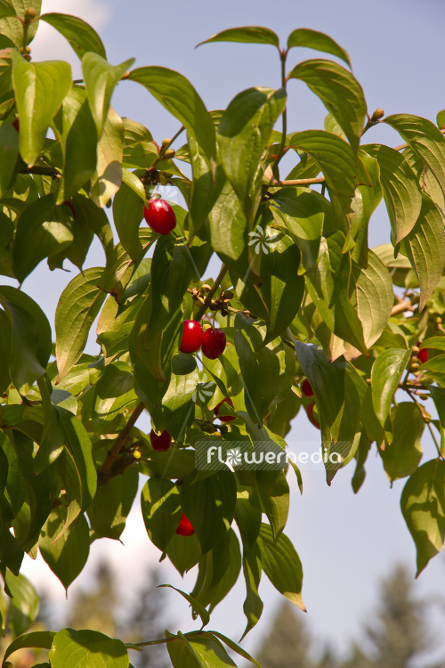 Cornus mas - Cornelian cherry (102985)