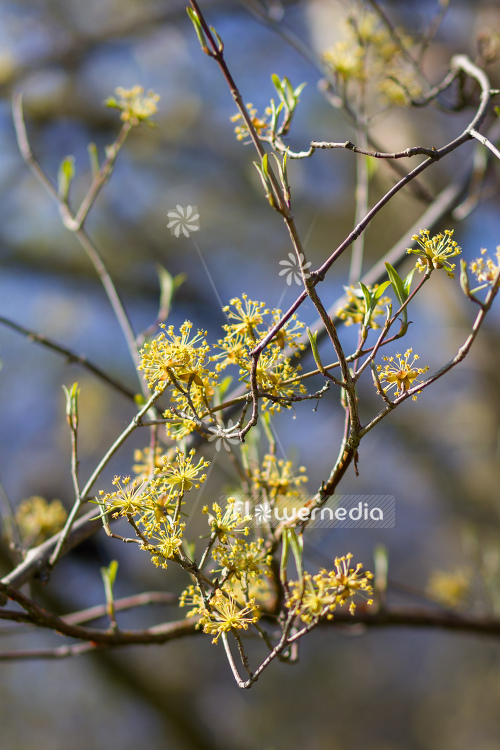 Cornus officinalis - Japanese cornel (105351)