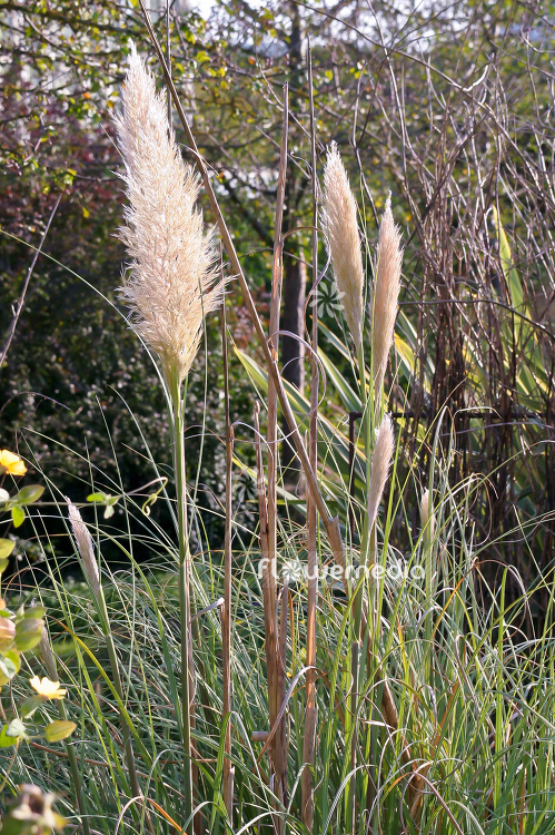 Cortaderia selloana 'Pumila' - Lesser pampas grass (100685)