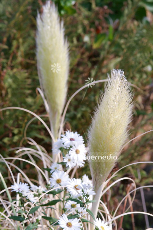 Cortaderia selloana 'Pumila' - Lesser pampas grass (107394)