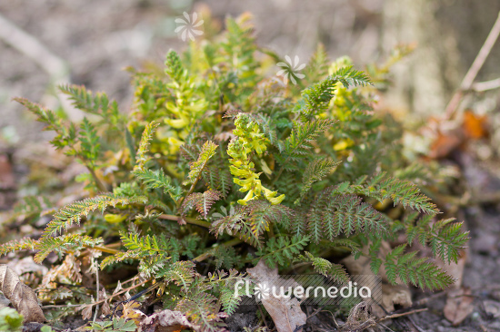 Corydalis cheilanthifolia - Fern-leaved corydalis (105352)
