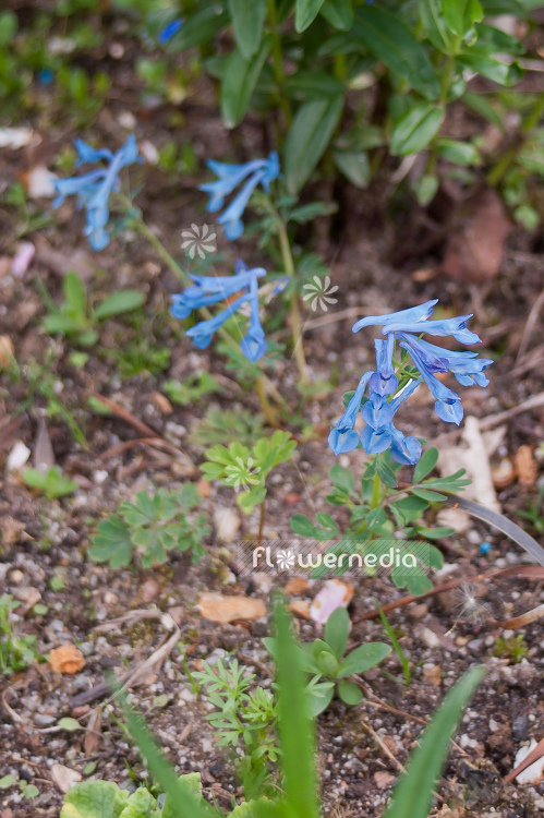 Corydalis 'Kingfisher' - Blue fumewort (100688)